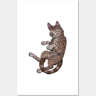 Chocolate Tabby Shorthair Posters and Art